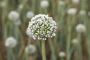 skön vit lök blomma med suddigt bakgrund. selektiv fokus foto