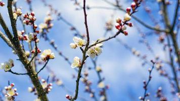 vårblommor på trädgrenar mot den blå himlen foto