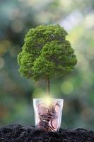 träd växer från ett träd, affärstillväxt koncept foto
