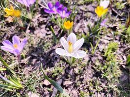 på en solig dag, färgrik krokusar blomma i en clearing i en stad parkera. foto