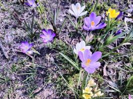 på en solig dag, färgrik krokusar blomma i en clearing i en stad parkera. foto