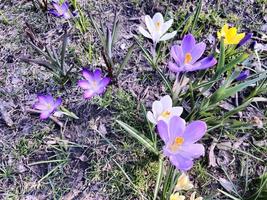 på en solig dag, färgrik krokusar blomma i en clearing i en stad parkera. foto