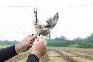 fågel var fångad förbi trädgårdsmästare hand innehav på en maska på vit bakgrund, olagligt fågel fälla foto