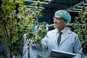 vetenskapsmän skörd cannabis på cannabis gårdar.odling av medicinsk marijuana. foto