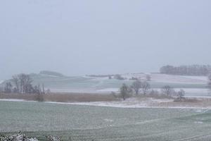 ljus snö på sumpland med vass foto