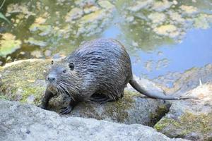 nutria klättrande ut av de vatten foto