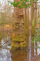 distinkt cypress träd trunk i de våtmarks skog foto