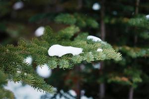 tall träd gren med snö täckt i djup skog foto