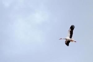 vit stork på flykt foto