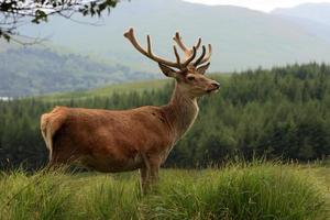 röd rådjur sven i de highlands foto