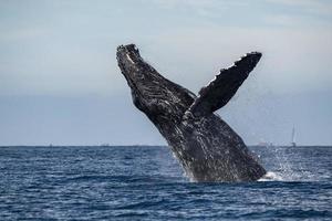 puckelrygg val bryter mot i cabo san Lucas baja kalifornien sur mexico pacific hav foto