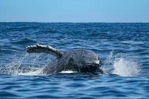 puckelrygg val bryter mot i todos santos cabo san Lucas baja kalifornien sur mexico pacific hav foto