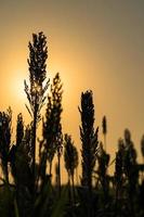 närbild sorghum i fält agent solnedgång foto