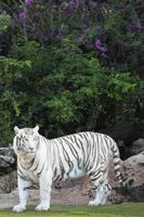 vit tiger i djurparken foto