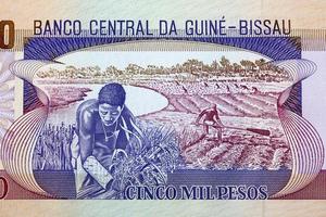 fältarbete från guinea-bissau peso foto