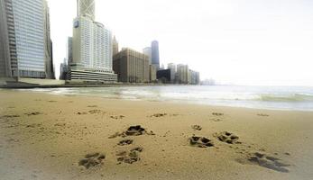 Tass grafik i de sand på en strand nära chicago. foto