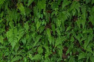 textur och yta av grön blad vild växt på de tropisk skog. Foto är lämplig till använda sig av för natur bakgrund, botanisk affisch och natur innehåll media.