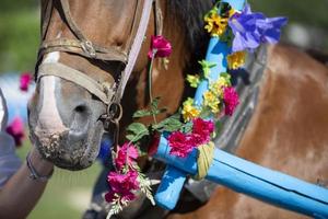 del av de hästens munkorg dekorerad med blommor. foto