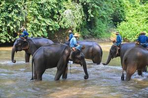 chiang maj, thailand-okt 2014, mahouts är ridning elefanter på elefant läger. Chiang Mai, thailand på oktober 15, 2014. foto