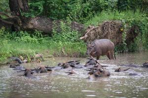 en grupp av buffel är spelar vatten, thailand foto