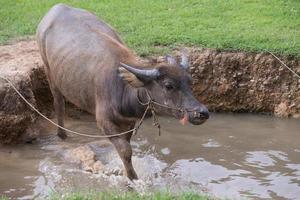 buffel är spelar vatten, thailand foto