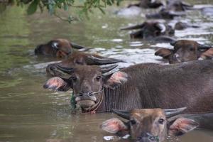 en grupp av buffel är spelar vatten, thailand foto