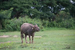 buffel i fält, thailand 2 foto