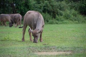 buffel i fält, thailand 5 foto