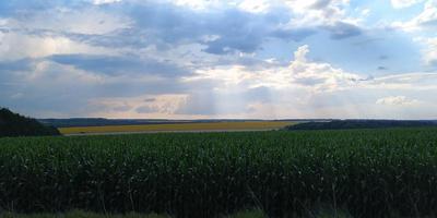 majsfält med moln