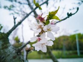 skön röd blommor reste sig bukett foto