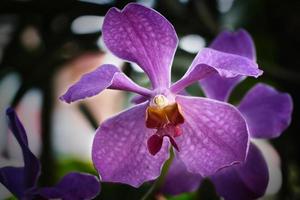 orkide blomma makro foto