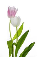 hälsning kort. vår blommor tulpaner isolerat på vit bakgrund. blommig samling. foto