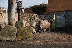 indisk noshörning i Zoo foto