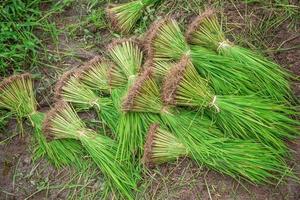 irländare fält och ung ris träd foto