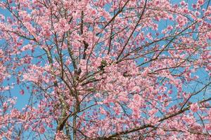 rosa sakura på thailand foto