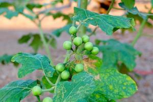 grön organisk bär äggplanta på gren foto