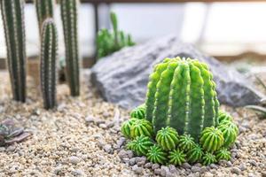 samling av olika kaktus och saftig växter inomhus- hus trädgård foto