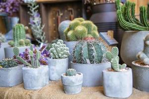 samling av olika kaktus och saftig växter foto