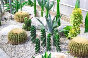 samling av olika kaktus och saftig växter inomhus- hus trädgård foto