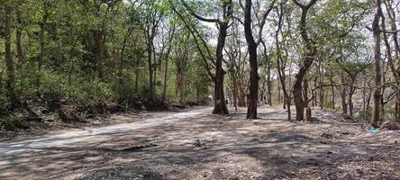 natur bakgrund rishikesh foto