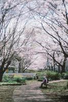 japansk sakura körsbär blommar i parkera foto