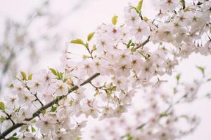 japansk sakura körsbär blommar mot blå himmel foto