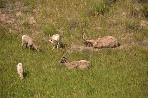 familj av stor horn fåren betning på gräs foto