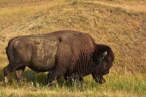 stor slingrande tjur buffel i prärie gräs foto