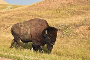 skön amerikan bison vandrande grundlig en fält foto