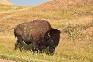 amerikan buffel träsnideri en väg genom en prärie foto