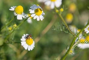 bi och liten vit blomma med gul pollen i trädgård foto