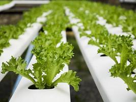 närbild av hydroponic sallad gård foto