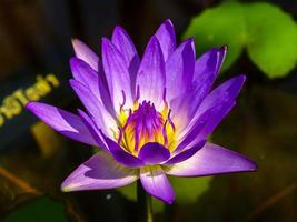 lila lotusblomma i en damm