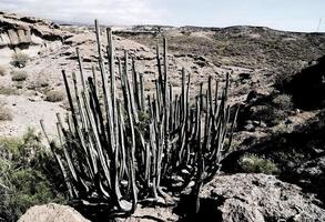 naturskön lantlig landskap foto